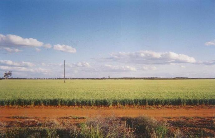 Looking south from the Koorda Bullfinch Road about 1km north of the confluence on 119°east