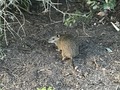 #9: Native animal to Australia - a bandicoot - about 200 meters northeast of the confluence point.