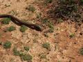 #6: Snake trying to get down a hole which wasn't deep enough