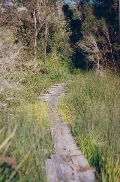 The gangway over the reeds to solid ground.
