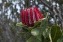 #7: A Scarlet Banksia ("Banksia coccinea") - endemic to this area - seen while hiking to the confluence point