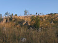 #2: South, up slope view