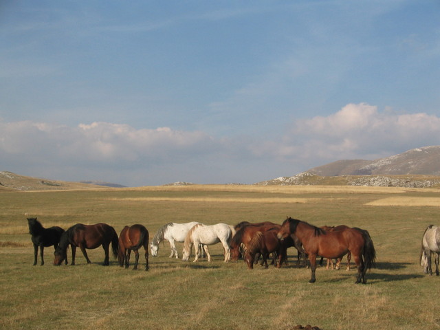 Horses on the high plateau