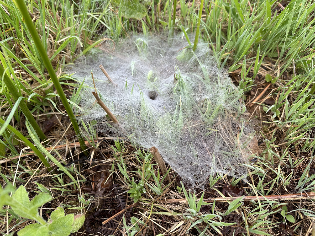 Spider Net at the Confluence
