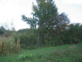#10: East view of confluence