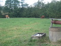#6: Water well and cattle around the corner
