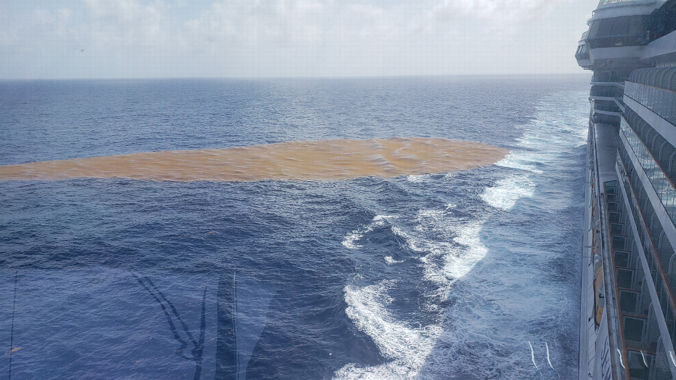 Sargassum spotted at the position of Confluence