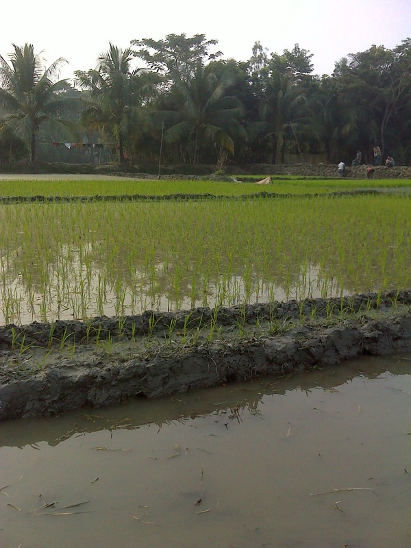 Flooded paddy field view