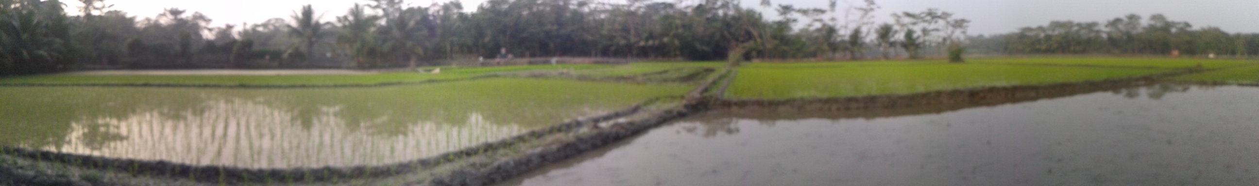 Flooded paddy field landscape 