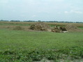 #5: WEST from the confluence point (rice straw)