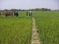#9: ... and to the West - Paddy fields everywhere.