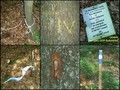 #7: Collection of markings
