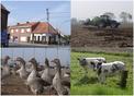 #2: Flanders countryside represented by machines and animals