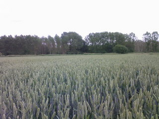 #1: Wheat field near the confluence