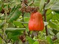 #7: Here's a cashew fruit, almost ready.