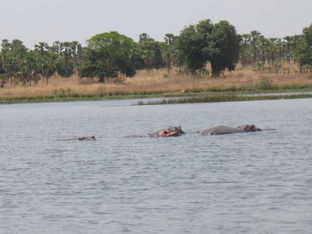 Hippos at Lake Tengréla