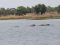 #7: Hippos at Lake Tengréla