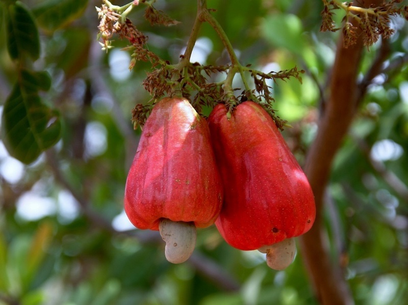 Cashew tree fruit