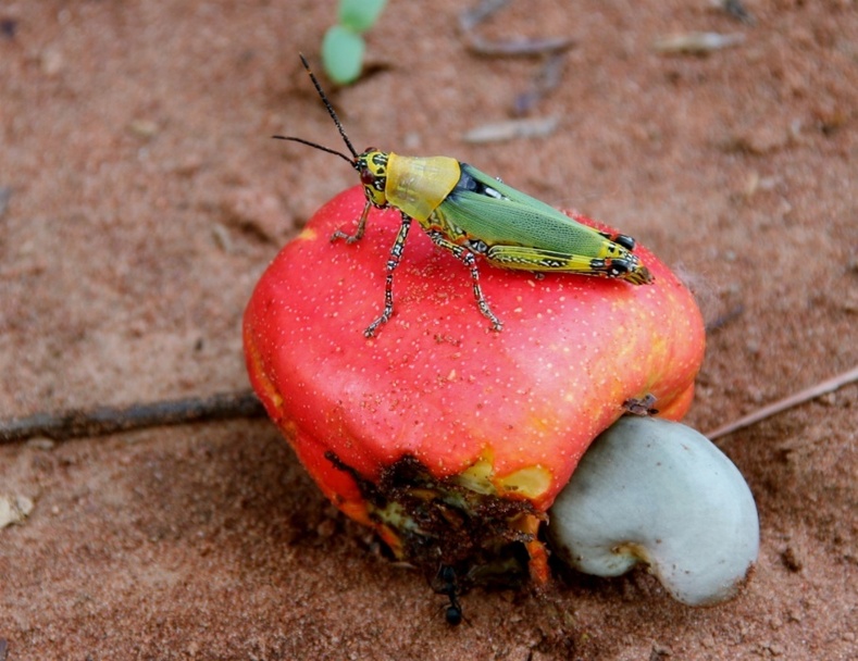 Grasshopper on a cashew fruit