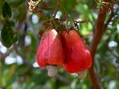 #7: Cashew tree fruit