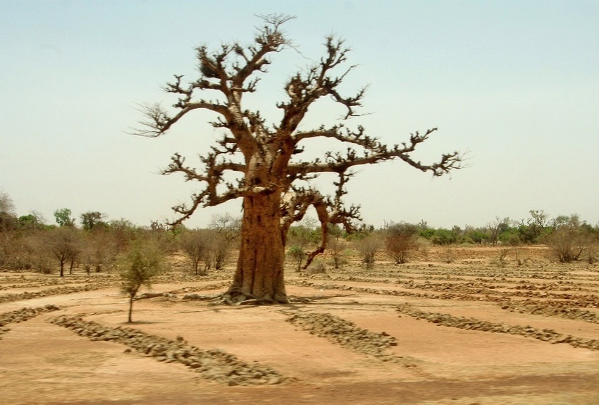 Tilling work around a baobab to improve the soil