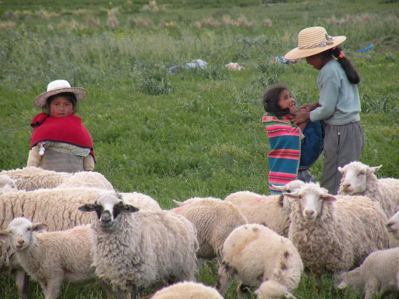 Kids Herding Sheep