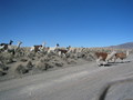 #10: Llamas on the move crossing our road