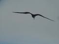 #10: An albatross following us