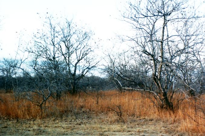 Facing north through the 'caatinga' (semi-arid deciduos vegetation)