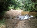 #4: Pequeno riacho antes de chegar às bordas da floresta - small stream before arriving at the jungle border