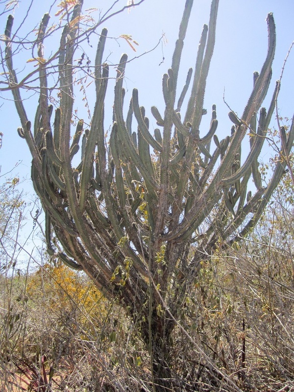 Mandacaru (Cereus jamacaru) - planta nativa da região