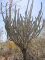 #5: Mandacaru (Cereus jamacaru) - planta nativa da região