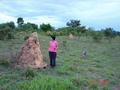 #7: Big termites in the area close to confluence