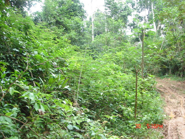 THE CONFLUENCE POINT IS IN THE JUNGLE