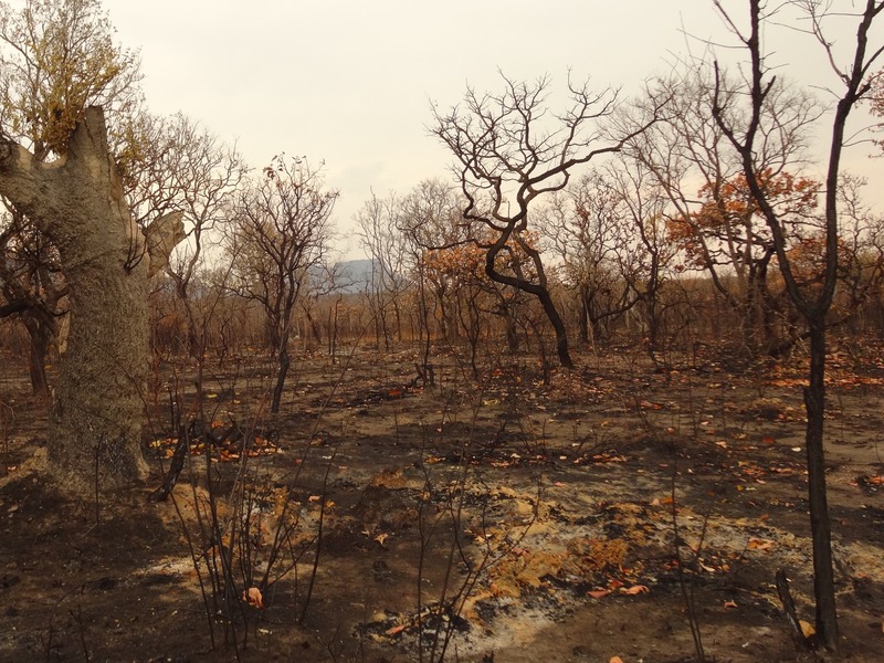 Recent forest fire in the region