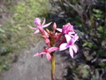 #10: Orchid growing on the rock at 802 m ; flower less tham 1cm large