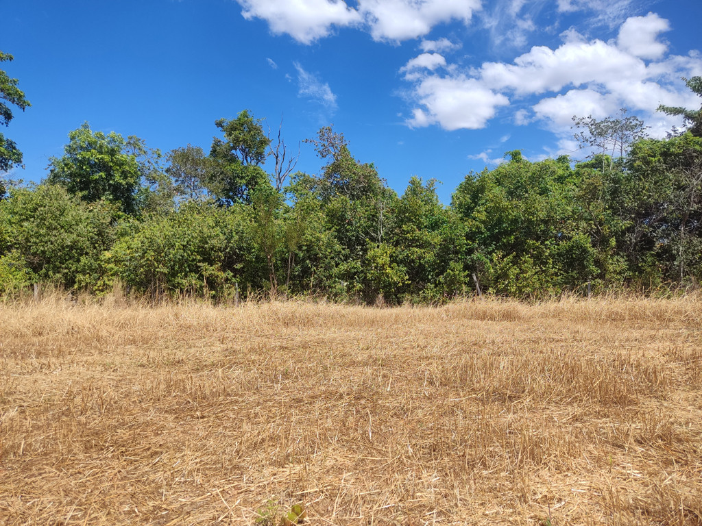 A barreira de mata não é tão fechada quanto parece - the forest barrier isn't as dense as it looks like