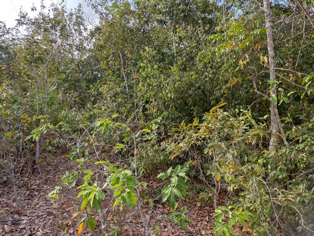 Visão norte - north view