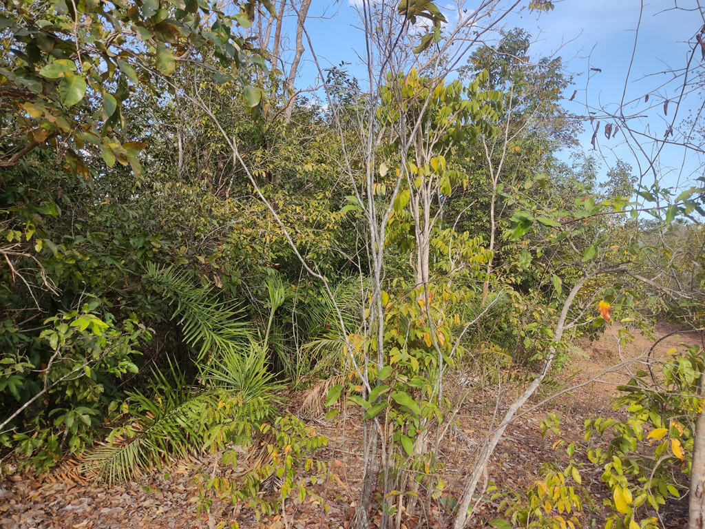 Visão leste - east view