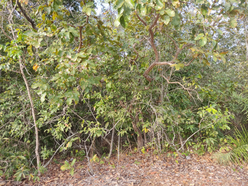 Confluência 12 metros adiante - confluence 12 meters ahead