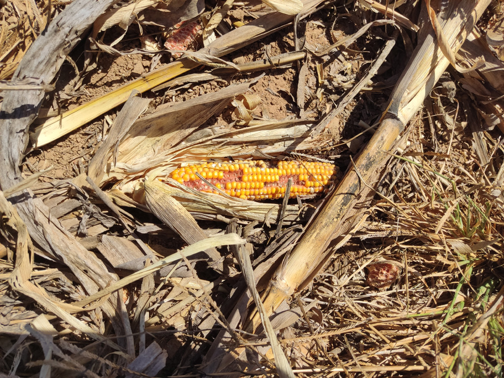 A caminhada atravessa uma plantação de milho - the hiking crosses a corn plantation