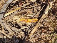 #10: A caminhada atravessa uma plantação de milho - the hiking crosses a corn plantation