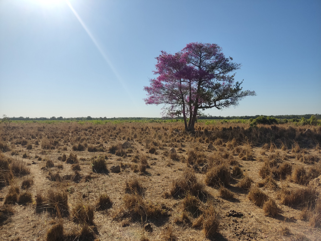 Confluência 290 metros adiante - confluence 290 meters ahead