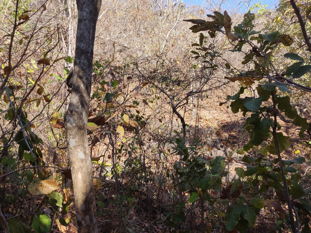 Vis&atilde;o oeste e conflu&ecirc;ncia 68 metros adiante - west view and confluence 68 meters ahead