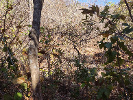 #2: Vis&atilde;o oeste e conflu&ecirc;ncia 68 metros adiante - west view and confluence 68 meters ahead