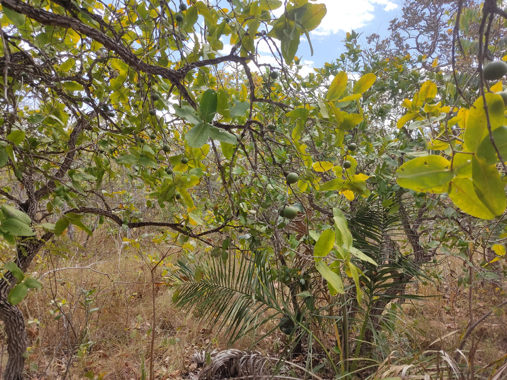 Visão norte - north view