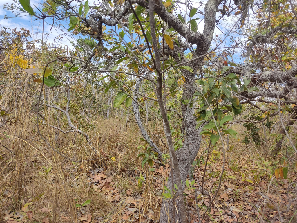 Visão sul - south view