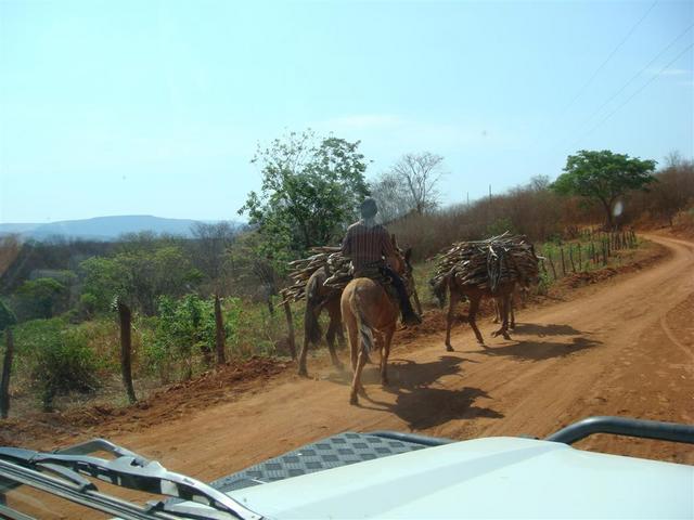 Donkeys and mules are frequently used as cargo animals
