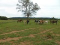 #7: Gado que dificultou a visita - cattle that hardened the visit