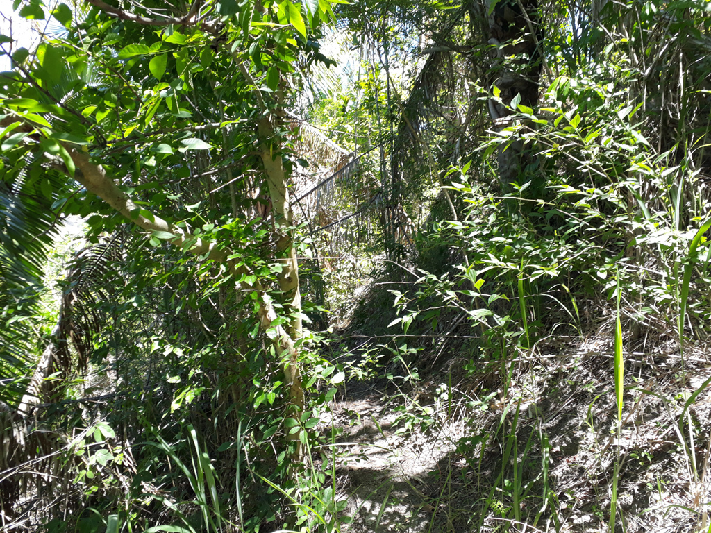 Caminhada pela trilha, dentro da floresta - hiking by the track, inside the forest